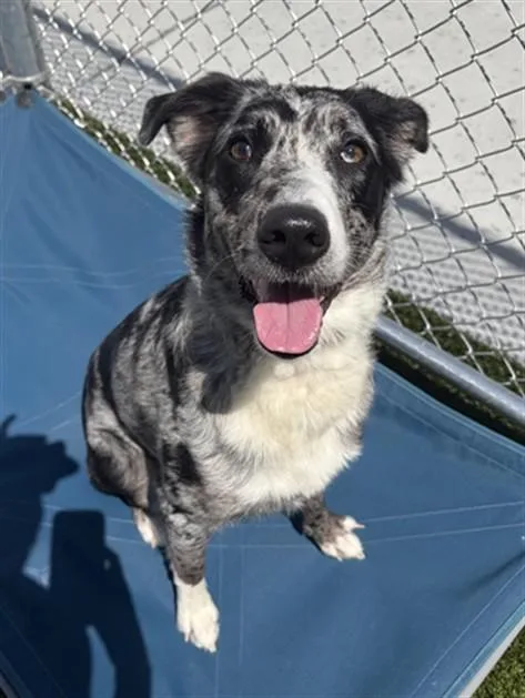 A young large-sized female Australian Shepherd dog named Maisley for adoption in Toledo, OH