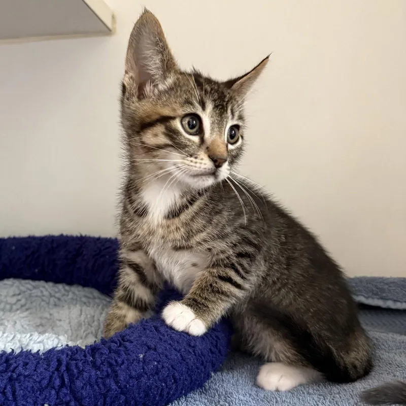 A baby small-sized male Brown / Chocolate Domestic Short Hair cat named Biscuit for adoption in Oakland, CA