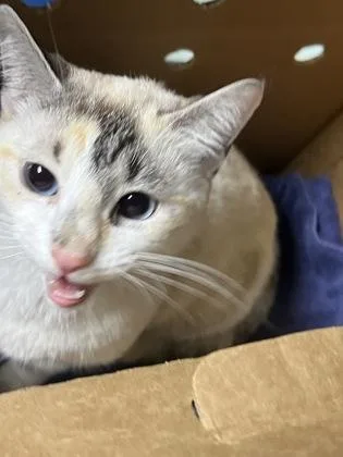 An adult small-sized female Domestic Medium Hair cat named Princess Sheba for adoption in Memphis, TN