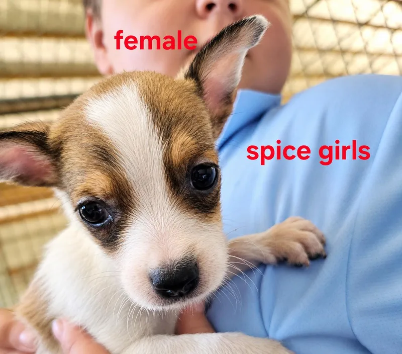 A baby small-sized female Mixed Breed dog named Spice girls for adoption in Panama city, FL