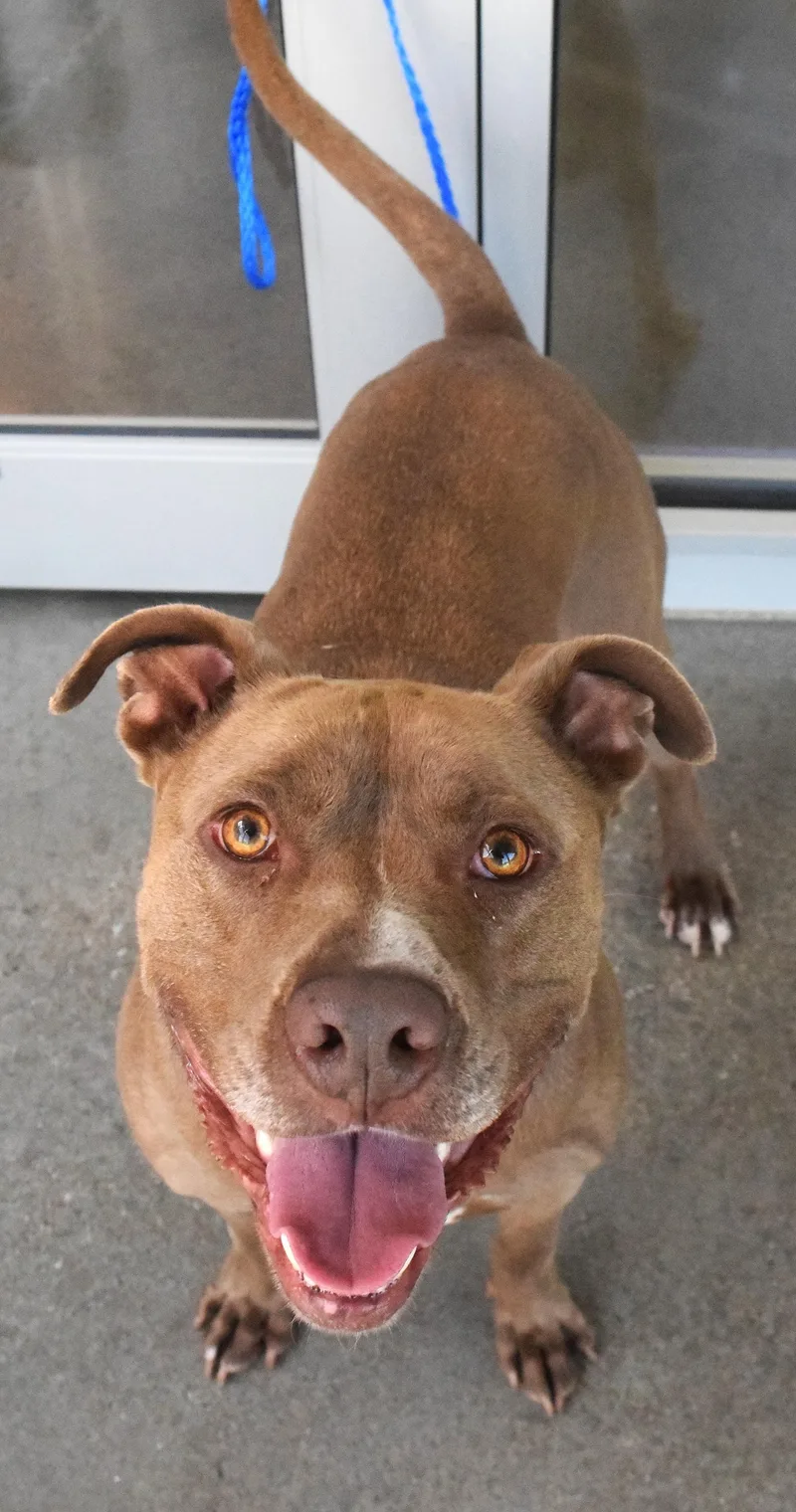 An adult large-sized male Brown / Chocolate Pit Bull Terrier dog named #22128 for adoption in Broken Arrow, OK