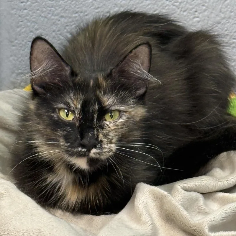 A young medium-sized female Tortoiseshell Domestic Medium Hair cat named Ramona for adoption in Nashville, TN
