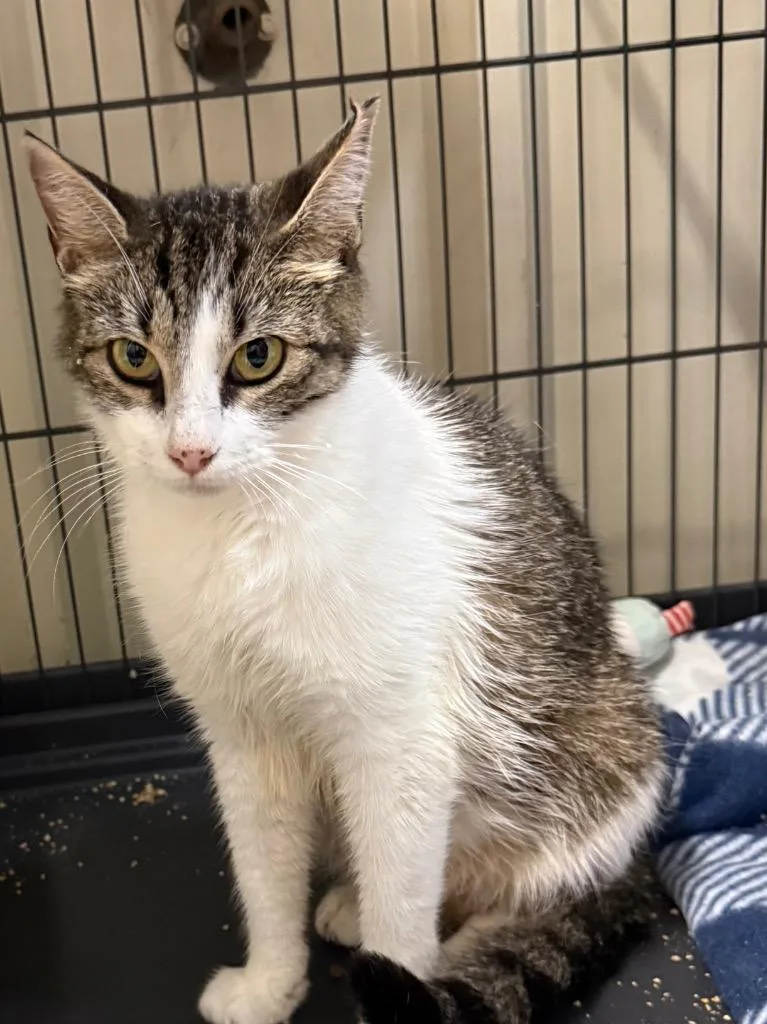 A young medium-sized female Domestic Short Hair cat named Helga for adoption in Saint Francisville, LA