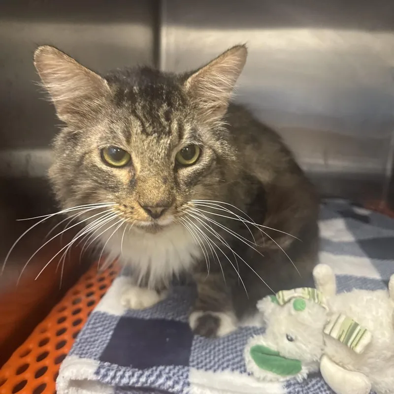 A senior small-sized male Gray / Blue / Silver Maine Coon cat named Newfy for adoption in Gonzales, LA