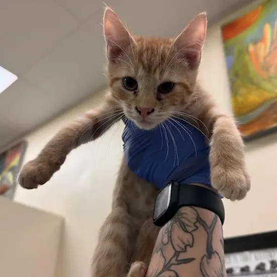 A baby small-sized male Orange / Red Domestic Short Hair cat named Sneakers for adoption in Lynchburg, VA