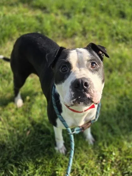A young large-sized female Pit Bull Terrier dog named Cashew for adoption in Westland, MI