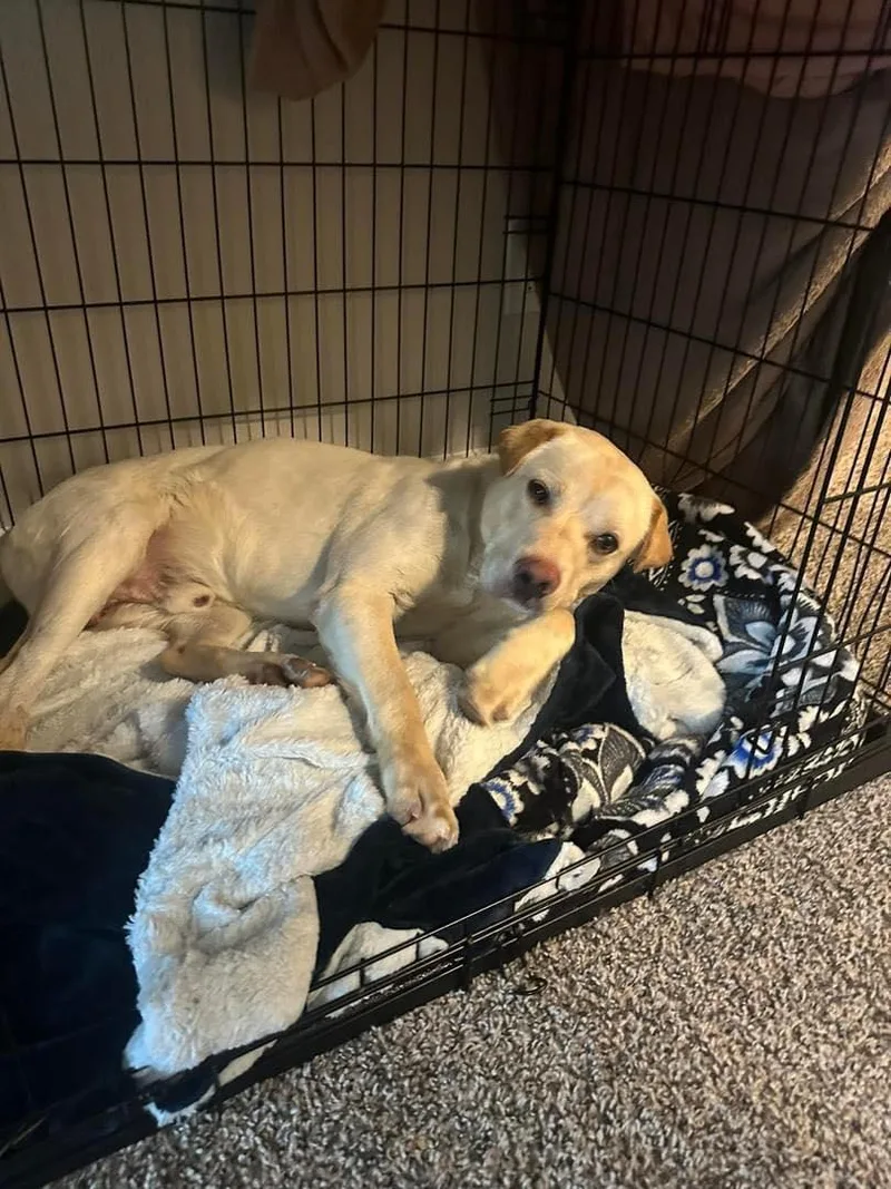 An adult medium-sized male Labrador Retriever dog named Finnlyn for adoption in Holbrook, NY