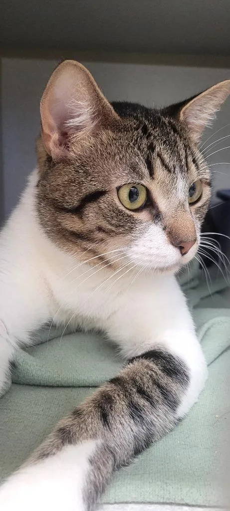 An adult medium-sized male Domestic Short Hair cat named Chad Stinker for adoption in Bloomington, IN