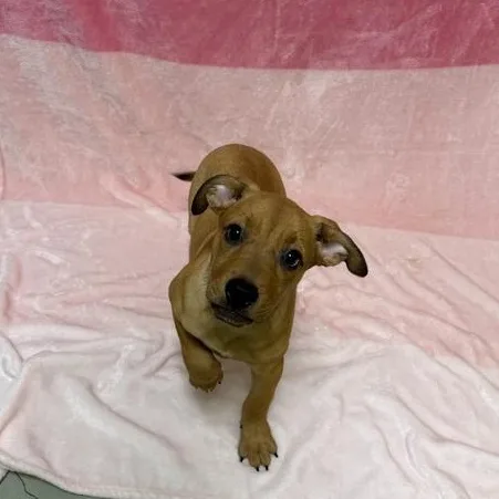 A baby medium-sized female Yellow / Tan / Blond / Fawn Bulldog dog named Sash for adoption in Valdosta, GA