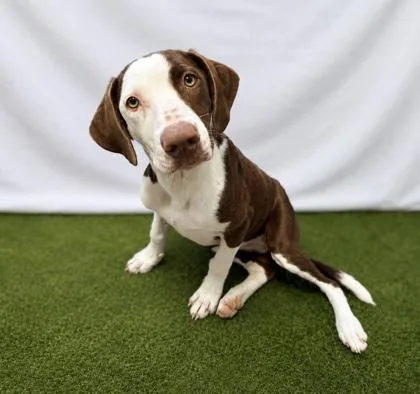 A baby extra large-sized female Gray / Blue / Silver Mixed Breed dog named PaisleyMae for adoption in Covington, LA