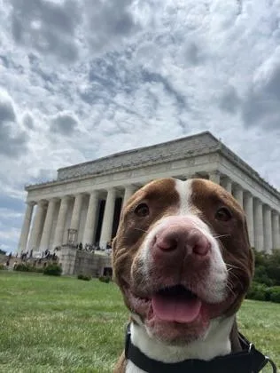 An adult medium-sized male Mixed Breed dog named Elvis for adoption in West Chester, PA