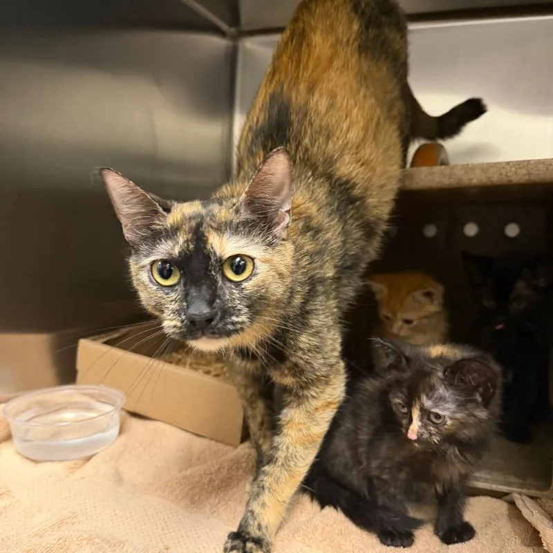 An adult medium-sized female Black Domestic Short Hair cat named Calzone for adoption in Philadelphia, PA