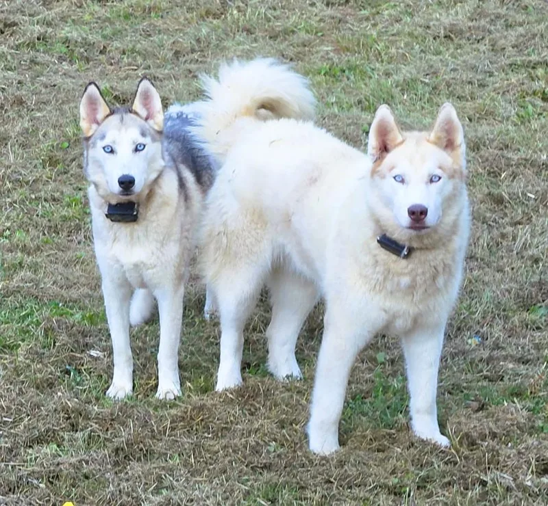 Floki