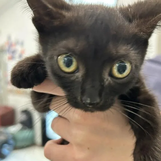 A baby small-sized female Black Domestic Short Hair cat named Deanese for adoption in Marshall, VA