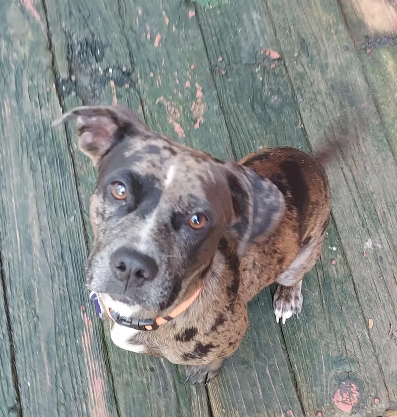 A young medium-sized female Dachshund dog named Nova for adoption in Acworth, GA