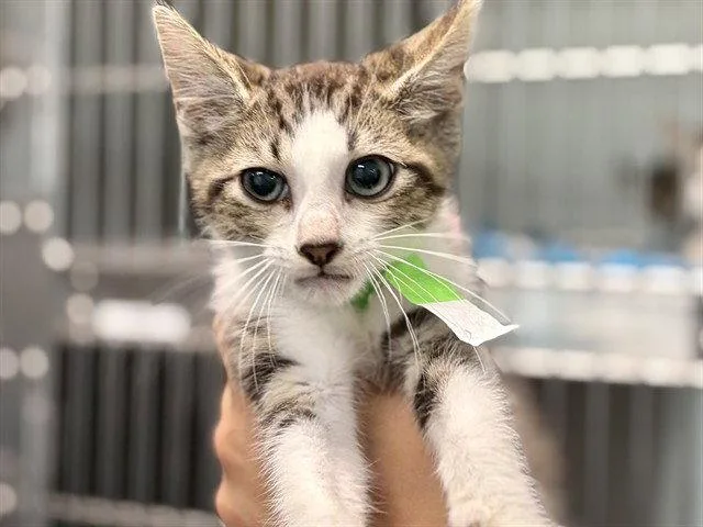 A baby small-sized male Brown / Chocolate Domestic Short Hair cat named General for adoption in Tavares, FL