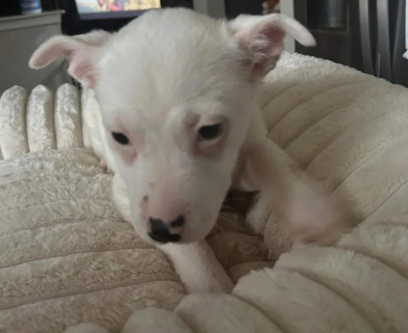 Frankie