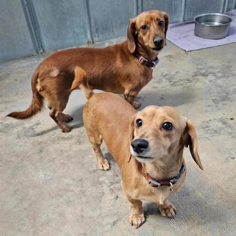 An adult small-sized male Dachshund dog named Brody & Brewer for adoption in Eustis, FL