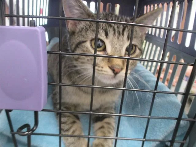 A baby small-sized female Domestic Short Hair cat named Sinne for adoption in Ocala, FL