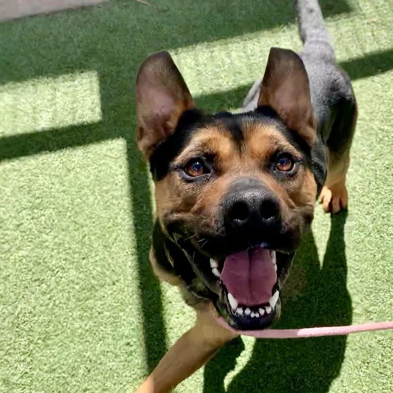 Milo  A Pint thumbnail 2