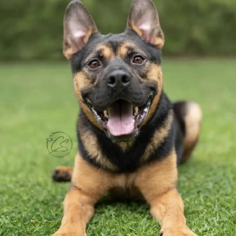 Milo  A Pint thumbnail 3