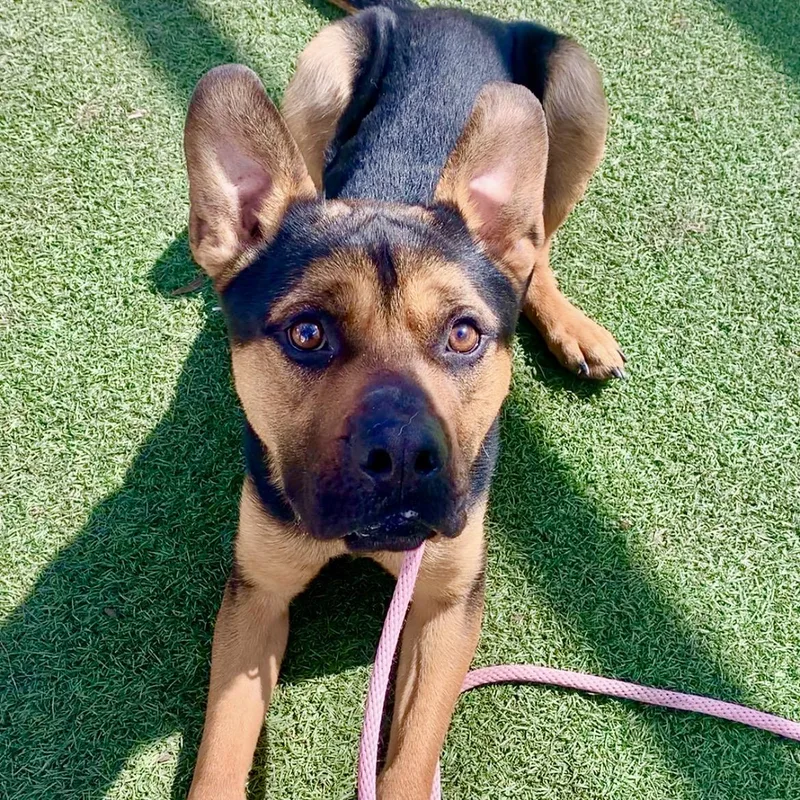 Milo  A Pint thumbnail 5