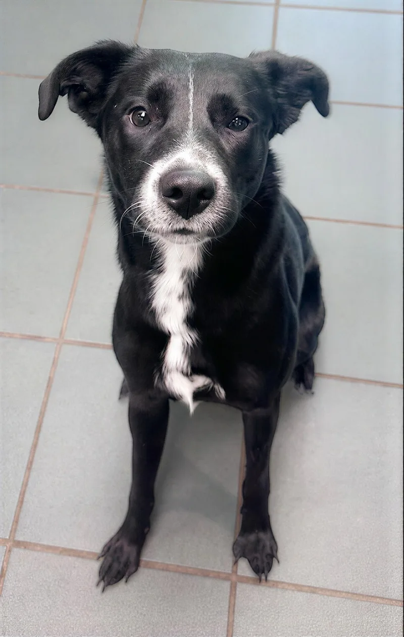 A young medium-sized female Black Mixed Breed dog named Lady Dog for adoption in Nashville, TN