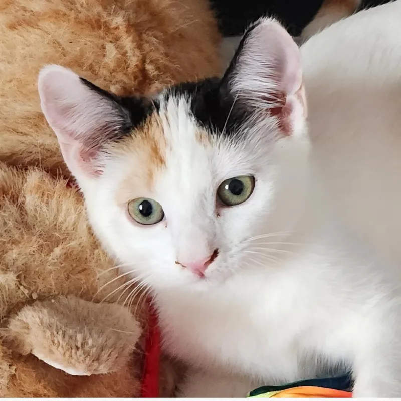 A baby small-sized female White Domestic Short Hair cat named Cicada for adoption in Providence, RI
