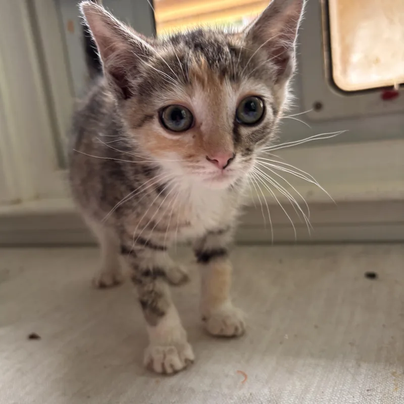 A baby medium-sized female Domestic Short Hair cat named Buttercup for adoption in Woodlawn, TN