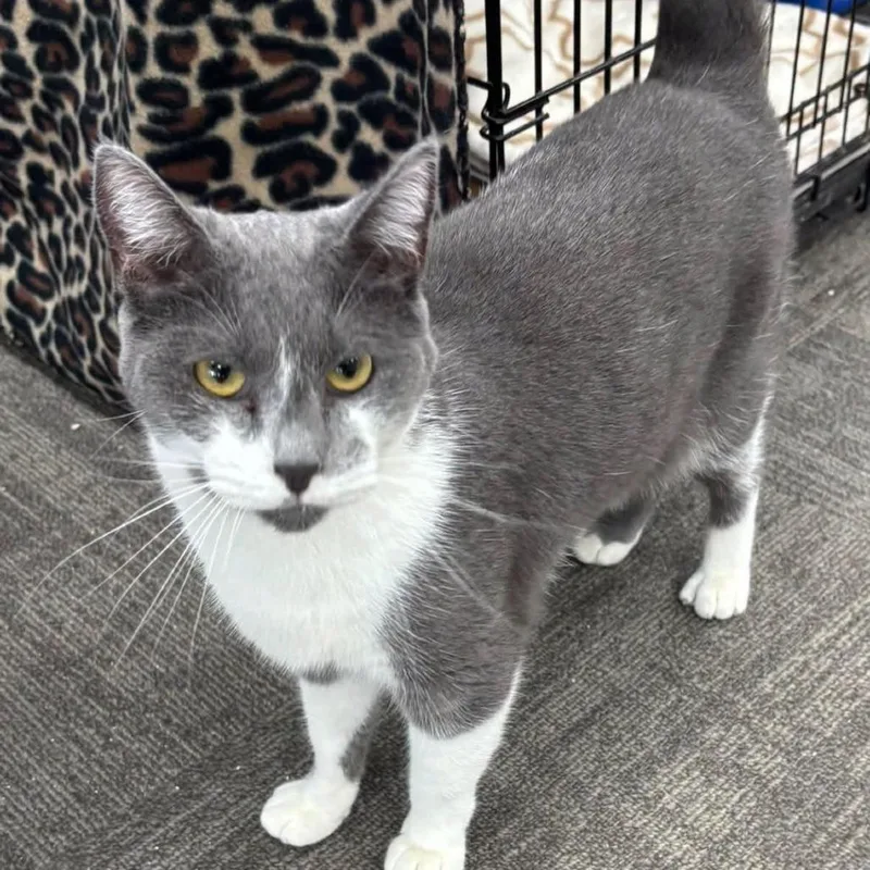 An adult medium-sized female Gray / Blue / Silver Domestic Short Hair cat named Toni for adoption in Hamburg, NY