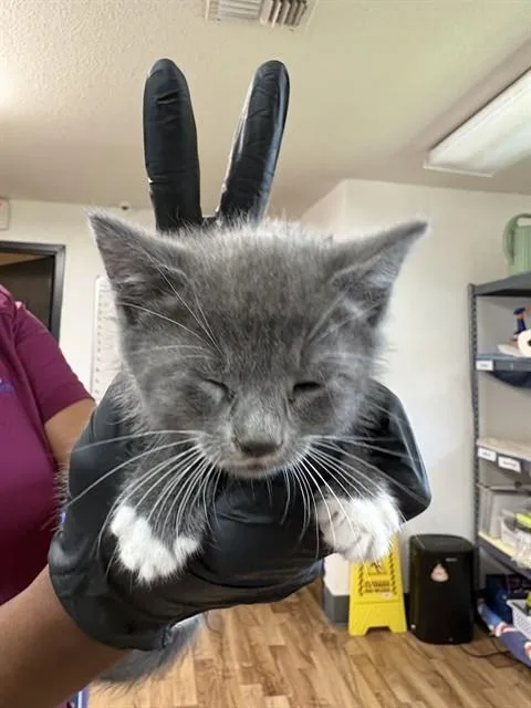 A baby small-sized female Domestic Medium Hair cat named Demi for adoption in Sugar Land, TX