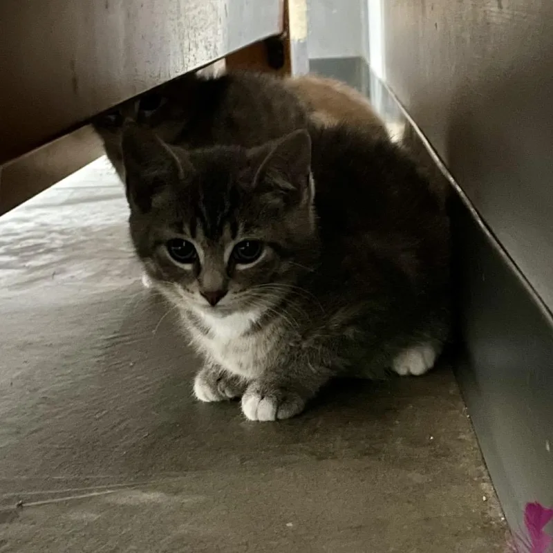 A baby small-sized female Gray / Blue / Silver Domestic Short Hair cat named Marge for adoption in Fairmont, WV
