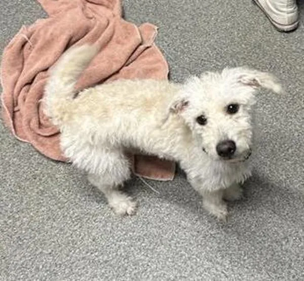 A young small-sized male Poodle dog named Bolt for adoption in Escondido, CA
