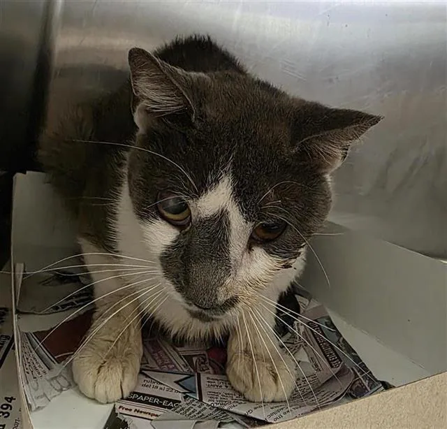 An adult small-sized male Domestic Short Hair cat named Troy for adoption in San Antonio, TX