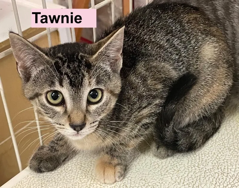 Tawnie
