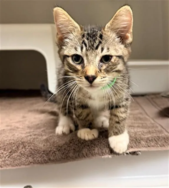 A baby small-sized male Domestic Short Hair cat named Faris for adoption in Statesville, NC