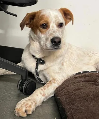 An adult large-sized male Mixed Breed dog named Bingo from Bluey for adoption in Atlanta, GA