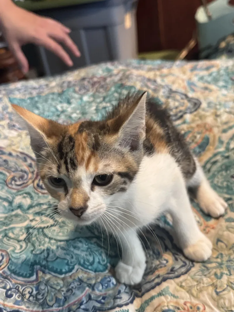 A baby medium-sized female Calico Domestic Short Hair cat named Ashley for adoption in Liverpool, TX