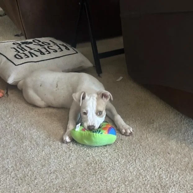 Primrose thumbnail 2