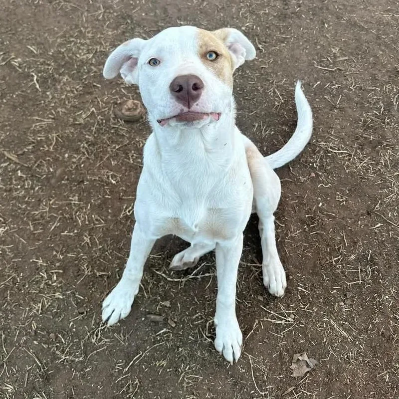 Primrose thumbnail 3