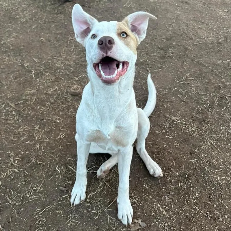 Primrose thumbnail 4