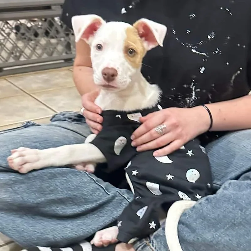 Primrose thumbnail 5