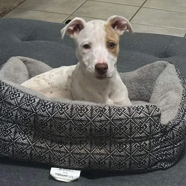 Primrose thumbnail 6