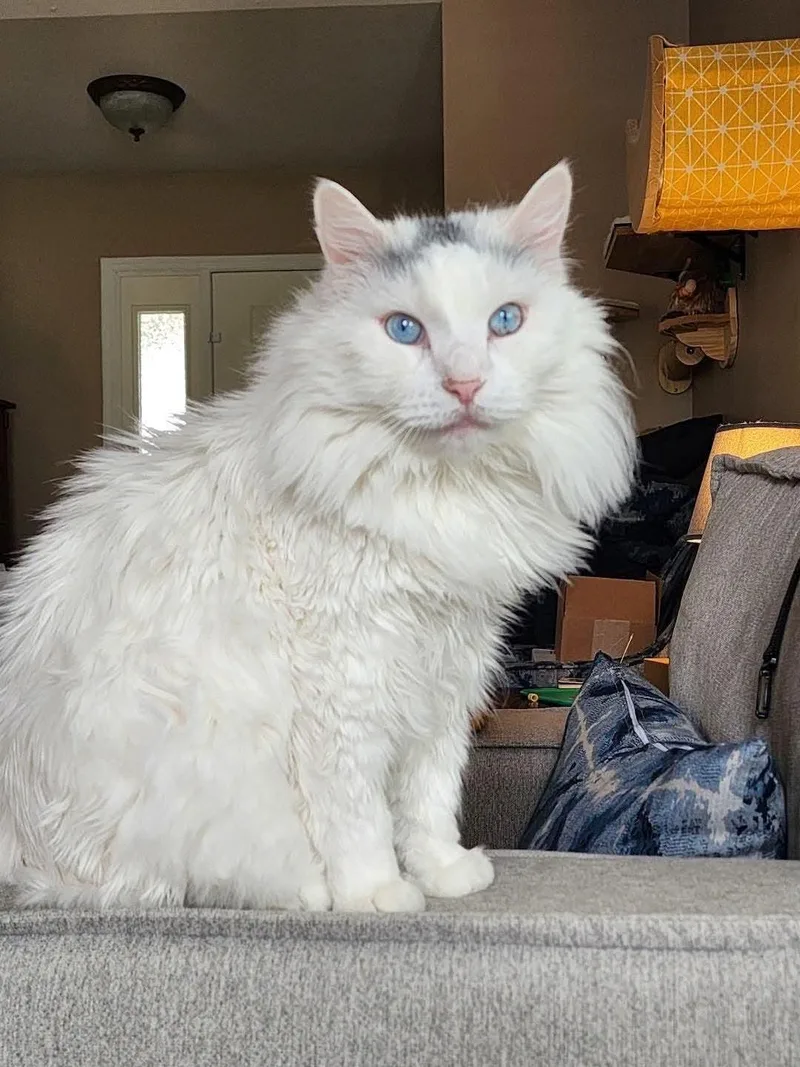 An adult large-sized male Himalayan cat named Loki for adoption in St. Ann, MO
