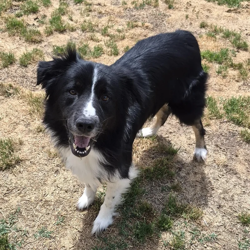 An adult medium-sized male Tricolor (Brown, Black, & White) Border Collie dog named Oakley for adoption in Andover, MA