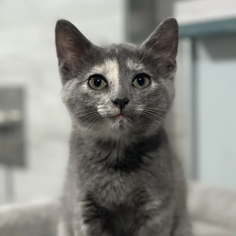 A baby medium-sized female Dilute Tortoiseshell Domestic Short Hair cat named Ashiko for adoption in Pontiac, MI