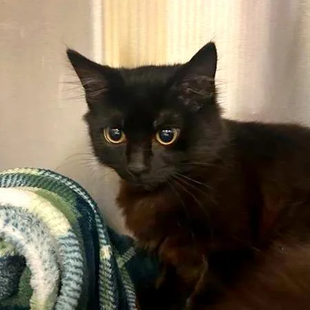 A baby small-sized female Domestic Medium Hair cat named Wild Berry for adoption in Woodinville, WA