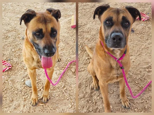 An adult medium-sized male Rhodesian Ridgeback dog named Nacho for adoption in Albuquerque, NM