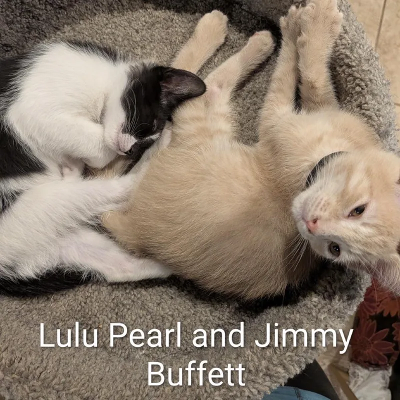 Lulu Pearl thumbnail 3