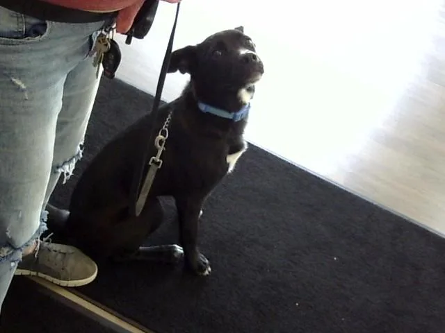 A young medium-sized male Collie dog named Cyclone for adoption in Toledo, OH